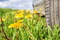 Car standing on the roadside overgrown by blossoming dandelions Royalty Free Stock Photo