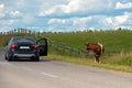 The car stopped by a cow standing Royalty Free Stock Photo