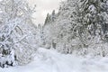 Car tire tracks on road on snow in winter forest. Winter landscape Royalty Free Stock Photo