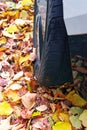 Car tire on wet autumn leaves Royalty Free Stock Photo