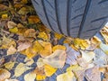 Car tires and autumn leaves