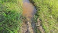 car track puddle on the overgrowth farm field.