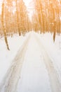 car track in a winter forest