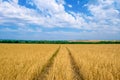 Car tracks on the field. Traces of a car passing through a wheat field. Royalty Free Stock Photo