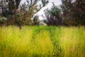 Car tracks of wheels on a fresh high grass in wild nature. Pioneer in travel