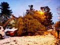 Car trapped under fallen branch or tree after Filomena snowstorm in January 2021 in Madrid, Spain