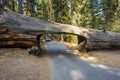 Car and tunnel log in Sequoia National Park Royalty Free Stock Photo