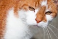 Beautiful street red hair cat portrait staring Royalty Free Stock Photo