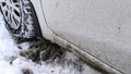 Car wheel on dirty messy snow. Mud, salt and chemicals on winter road. Ecology in city. Protection and wash auto. Driving. Vehicle Royalty Free Stock Photo