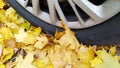 Car wheel on road. Close up. Yellow fallen maple leaves. Golden autumn street. Travelling. Automobile hubcap. Protection auto.