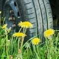 Car wheel standing on the green grass with yellow dandelions