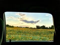 from the car window a horizontal view of a field of sunflowers with clouds in summer Royalty Free Stock Photo