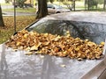 Car windshield and hood covered with yellow autumn leaves. Autumn concept