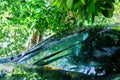 Black car under the tree with rain drop water Royalty Free Stock Photo