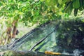 Black car under the tree with rain drop water Royalty Free Stock Photo