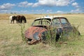 Car Wreck And Horses Grazing Royalty Free Stock Photo