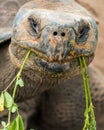 Portrait Turtle eating plants in his environment