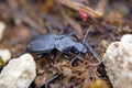 Carabid beetle Royalty Free Stock Photo