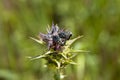 Carabid beetles on a Milk Thistle