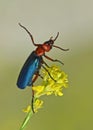 Dancing blue and red beetle on yellow flower