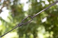 carabiner hook with a climbing rope, Royalty Free Stock Photo