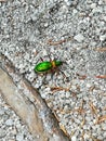 Carabus auronitens auronitens green bug Royalty Free Stock Photo
