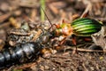 A Carabus auronitens beetle and a ground beetle larvae Royalty Free Stock Photo