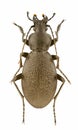 Carabus coriaceus