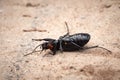 Carabus coriaceus bug or Ground Beetle