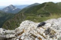 Carabus coriaceus, Little Fatra, lesser Fatra, Rozsutec Royalty Free Stock Photo