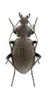 Carabus gigas