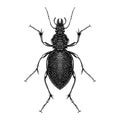 Carabus Gigas beetle illustration vector Royalty Free Stock Photo
