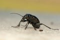 Carabus glabratus Royalty Free Stock Photo