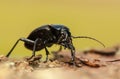 Carabus glabratus Royalty Free Stock Photo