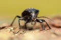 Carabus glabratus Royalty Free Stock Photo