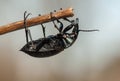 Carabus glabratus Royalty Free Stock Photo