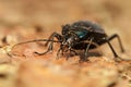 Carabus glabratus Royalty Free Stock Photo