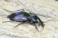 Carabus glabratus / smooth ground beetle close-up Royalty Free Stock Photo