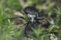 Carabus hortensis