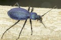 Carabus intricatus / the blue ground bettle in natural habitat Royalty Free Stock Photo