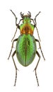 Carabus obsoletus