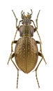 Carabus obsoletus