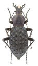 Carabus pustulifer Royalty Free Stock Photo