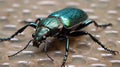 Carabus scabrosus caucasicus, common name huge violet ground beetle, is a species of predatory beetle, feeding on terrestrial