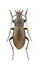 Carabus violaceus Royalty Free Stock Photo