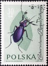 Carabus violaceus, called the violet ground beetle, or the rain beetle is a nocturnal species of a beetle, family Carabidae