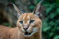 Portrait desert cats Caracal Royalty Free Stock Photo