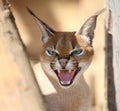 Caracal