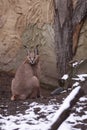 Caracal