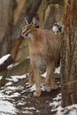 Caracal